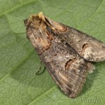 Abrostola triplasia - Mora čiernočiara 21-50-50