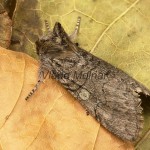 Achlya flavicornis - Môrka brezová 17-29-50
