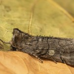 Achlya flavicornis - Môrka brezová 17-30-32