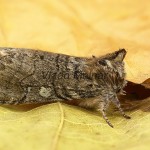 Achlya flavicornis - Môrka brezová 17-31-17