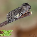 Achlya flavicornis - Môrka brezová 17-35-55