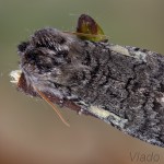 Achlya flavicornis - Môrka brezová 17-37-50