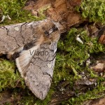 Achlya flavicornis - Môrka brezová 180920