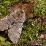 Achlya flavicornis - Môrka brezová 181148