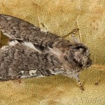 Achlya flavicornis - Môrka brezová 20-17-12