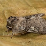 Achlya flavicornis - Môrka brezová 20-18-27