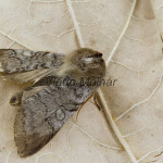Achlya flavicornis - Môrka brezová 193149