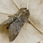 Achlya flavicornis - Môrka brezová 202828