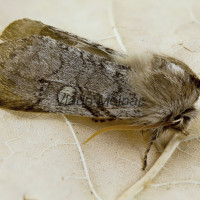 Achlya flavicornis - Môrka brezová 205230