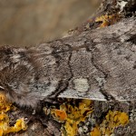 Achlya flavicornis - Môrka brezová 21-39-34