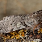 Achlya flavicornis - Môrka brezová 21-48-40
