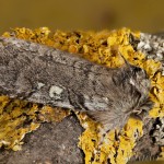 Achlya flavicornis - Môrka brezová 22-16-21