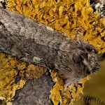 Achlya flavicornis - Môrka brezová 22-17-20