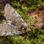 Achlya flavicornis - Môrka brezová IMG_3379J