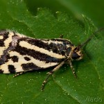 Acontia trabealis - Morička pupencová 19-33-06