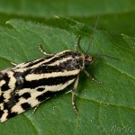 Acontia trabealis - Morička pupencová 19-38-15