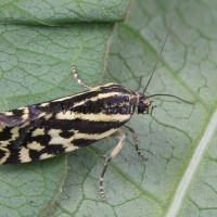 Acontia trabealis - Morička pupencová 211345