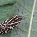 Acontia trabealis - Morička pupencová 212422