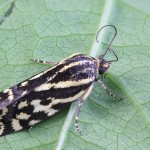 Acontia trabealis - Morička pupencová 213349