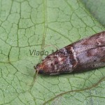 Acrobasis advenella - Vijačka jarabinová 143620