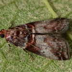 Acrobasis advenella - Vijačka jarabinová 16-39-27