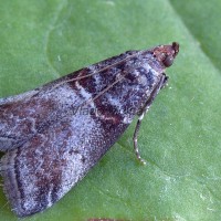 Acrobasis advenella - Vijačka jarabinová  8568-8577