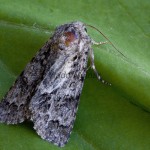 Acronicta aceris - Mramorovka pagaštanová 184004