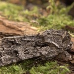 Acronicta auricoma - Mramorovka rakytová 102523