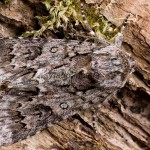 Acronicta auricoma - Mramorovka rakytová 105611