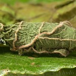 Acronicta auricoma - Mramorovka rakytová 16-27-14