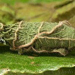 Acronicta auricoma - Mramorovka rakytová 16-27-14