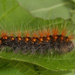 Acronicta auricoma - Mramorovka rakytová 17-05-32