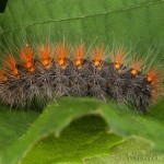 Acronicta auricoma - Mramorovka rakytová 17-07-16