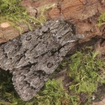 Acronicta auricoma - Mramorovka rakytová 178618271