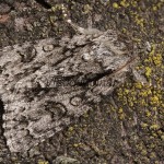 Acronicta auricoma - Mramorovka rakytová 178645783