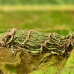 Acronicta auricoma - Mramorovka rakytová 22-24-54