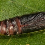 Acronicta auricoma - Mramorovka rakytová 22-30-56