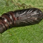 Acronicta auricoma - Mramorovka rakytová 22-33-32