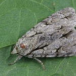 Acronicta cuspis, tridens, psi - Mramorovka jelšinová, marhuľová, trnková 111617