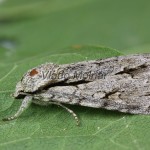 Acronicta cuspis, tridens, psi - Mramorovka jelšinová, marhuľová, trnková 112237