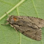 Acronicta cuspis, tridens, psi - Mramorovka jelšinová, marhuľová, trnková 22-36-08