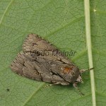 Acronicta cuspis, tridens, psi - Mramorovka jelšinová, marhuľová, trnková 22-38-34