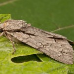 Acronicta cuspis, tridens, psi - Mramorovka jelšinová, marhuľová, trnková 23-55-08