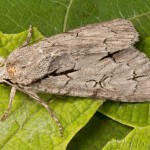 Acronicta cuspis, tridens, psi - Mramorovka jelšinová, marhuľová, trnková 23-57-12