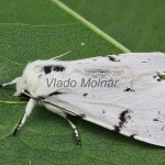 Acronicta leporina - Mramorovka vŕbová 110112