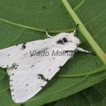 Acronicta leporina - Mramorovka vŕbová 110555