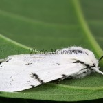 Acronicta leporina - Mramorovka vŕbová 111107