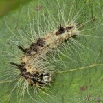 Acronicta leporina - Mramorovka vŕbová 13-35-29