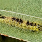 Acronicta leporina - Mramorovka vŕbová 13-39-53