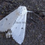 Acronicta leporina - Mramorovka vŕbová 150206